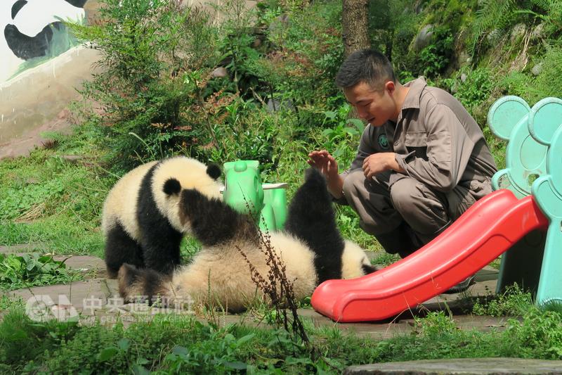 「中國大熊貓保護研究中心」位於四川雅安的碧峰峽基 地育有47隻圈養大貓熊，展出其中約20隻。圖為貓熊雙 胞胎「喬伊」、「喬良」與飼育員玩耍。   圖/中央社