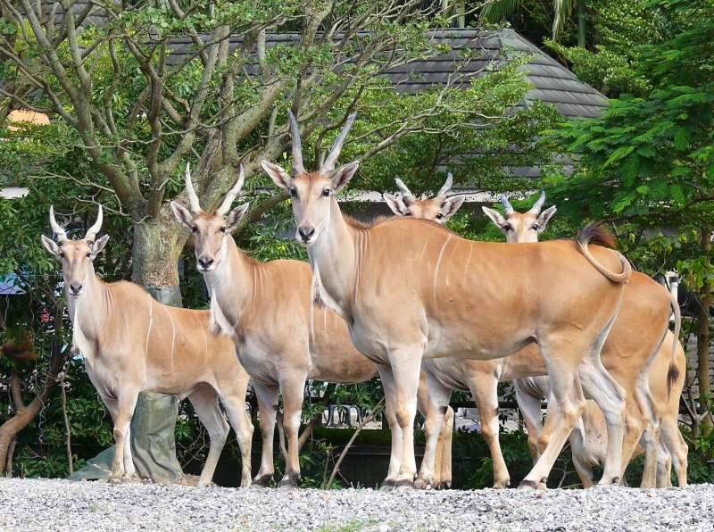 台北市立動物園推出「2人同行、1人免費」活動，且只要跟羚羊拍照，就能換取限量1100份贈禮。   圖：翻攝台北市立動物園臉書