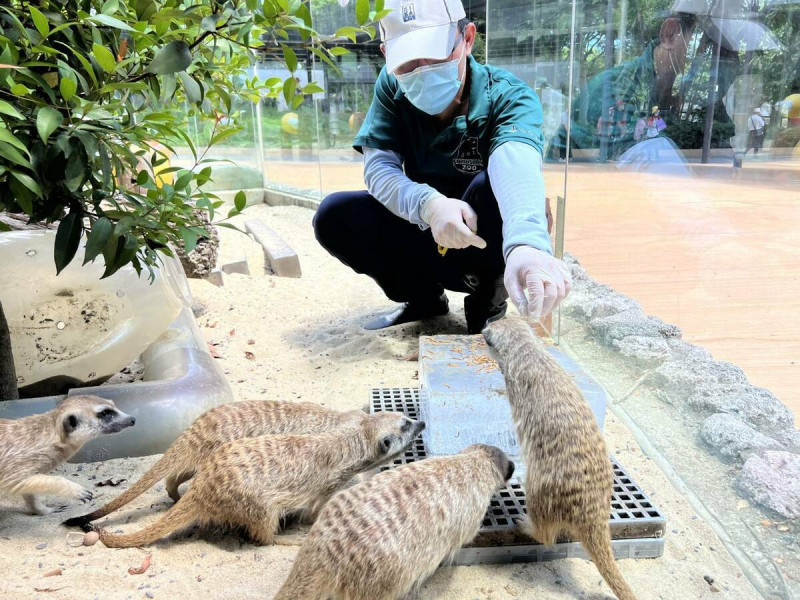 狐獴瘋狂搶食保育員餵食的麵包蟲。   圖：高雄市觀光局/提供