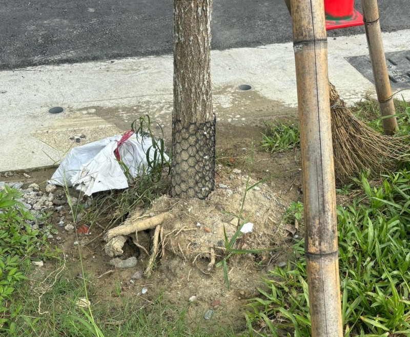 高雄市議員李雅靜質疑，路樹植栽只挖洞把土覆上，任由樹根裸露在外，難怪大雨來襲就倒塌傷人。   圖：李雅靜服務處/提供