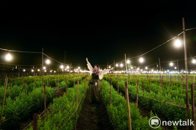 夜晚的「電照菊田」是田尾經典景觀，與白日的熱鬧不同。   圖：唐復年/攝