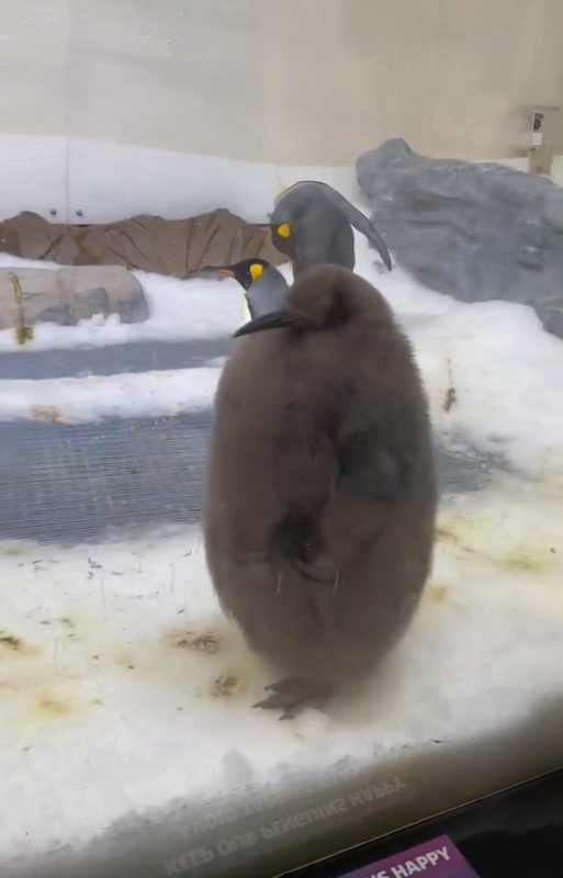 在澳洲墨爾本海洋生物水族館的國王企鵝佩斯托，因其巨大身軀成為熱門關注對象，牠的照片在社群媒體上瘋傳。   圖：翻攝自 mj X 帳號