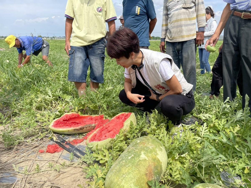 立委陳亭妃偕同市議員蔡秋蘭及方一峰，邀集農業部農糧署、台南市政府農業局、將軍區公所至現場勘查，發現不只西瓜有受損情形，蘆筍及號稱哈密瓜界愛馬仕的「卡蜜拉」也有相同狀況，確定因日前連日豪雨成災，對農作物造成延遲性災損。除此之外，由於天候因素導致芝麻原種植時程無法撥種，目前轉作、契作都已無法更改種植品項，造成農民無所適從。   圖：陳亭妃服務處提供