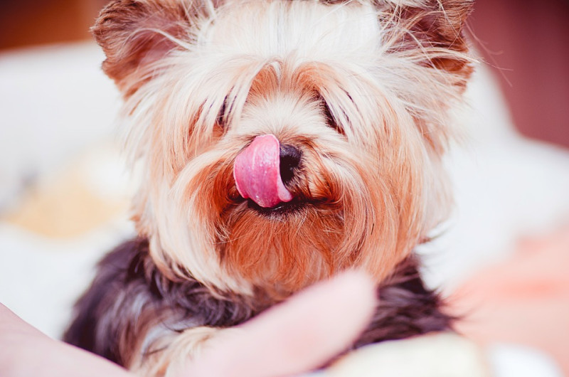 狗狗的舌頭和人類一樣能夠吃得出酸甜苦辣各種味道，對牠們來說，自然也有偏好的味道和溫度。   圖：寵毛網petsmao資訊平台提供