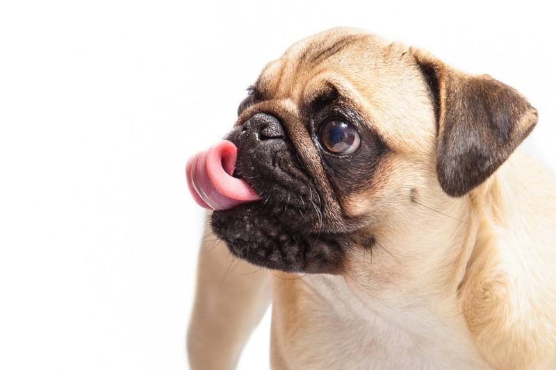 如果發現狗狗舌頭燙傷，可以先用大量清水沖洗舌頭，並趕快送醫治療。   圖：寵毛網petsmao資訊平台提供