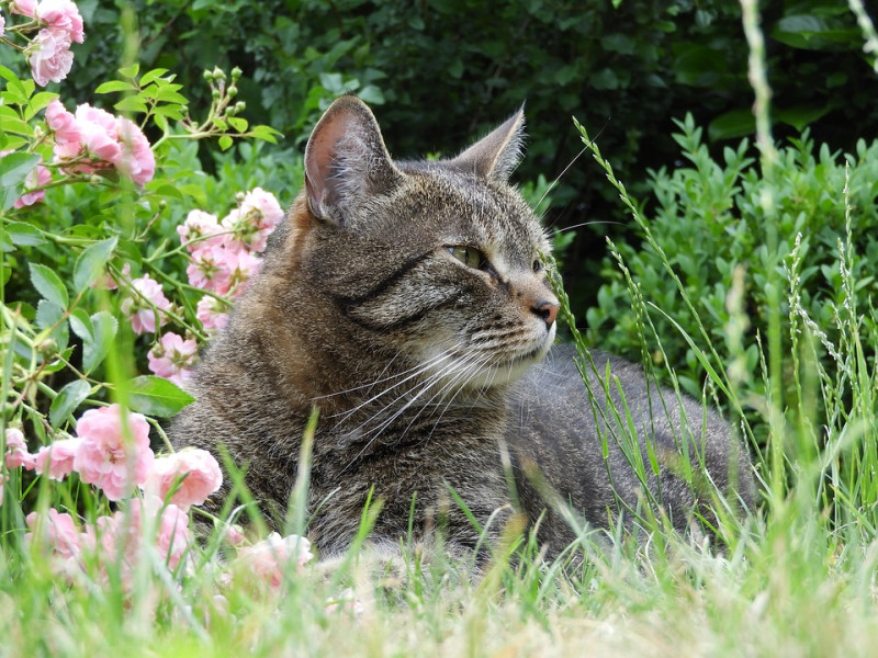 高溫高濕的氣候是很不舒服的，尤其到了盛夏，到處可見樹蔭下筋疲力盡的貓咪們。   圖：寵毛網petsmao資訊平台提供