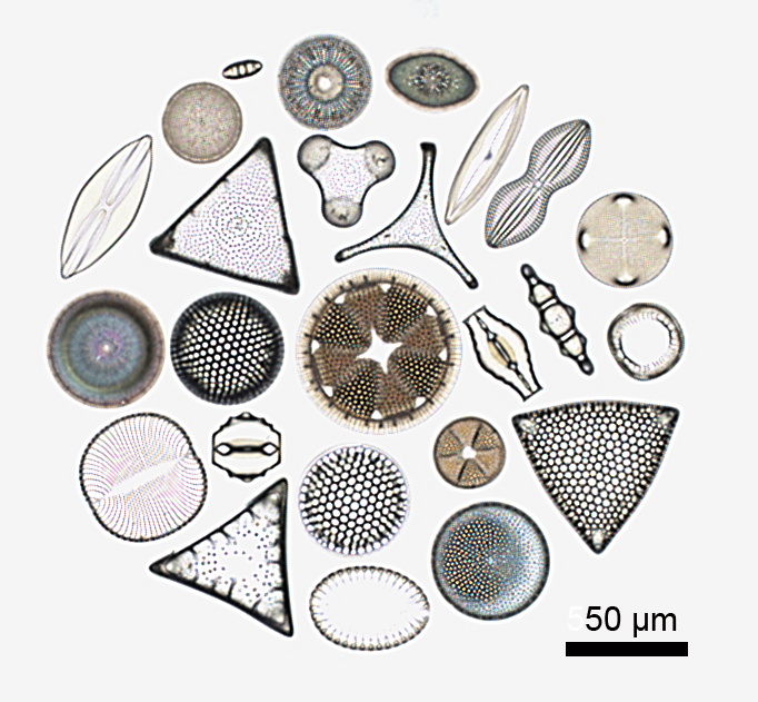 微化石標本尺寸大多僅數百微米，大小相當於頭髮寬度，但利用3D超微結構影像的技巧就可以清楚的記錄下來   圖：台灣博物館提供