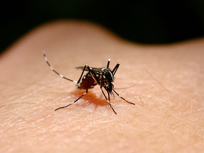 新竹市出現今年首例日本腦炎病例。   圖：Flickr提供Moltrechti開放權限