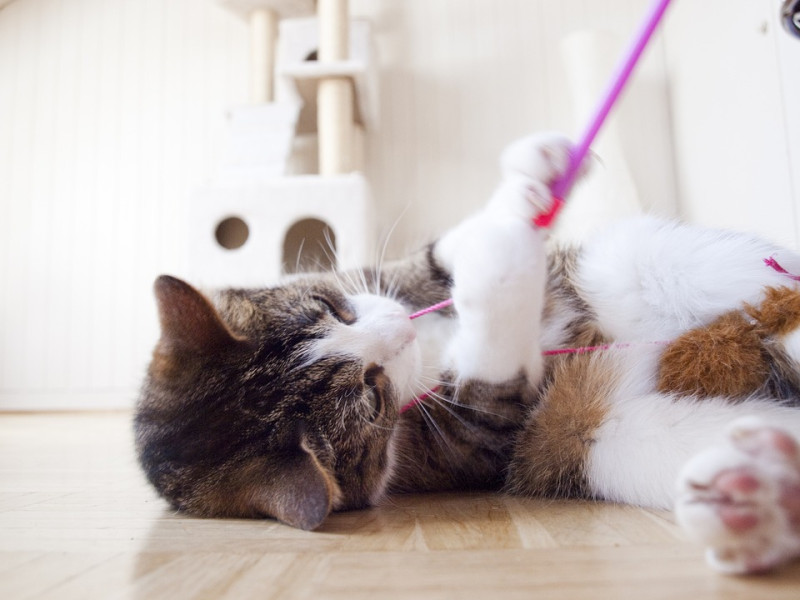 貓咪擁有天生愛狩獵的天性，所以引誘牠獵捕的逗貓棒是最基本的玩具！   圖：寵毛網petsmao資訊平台提供