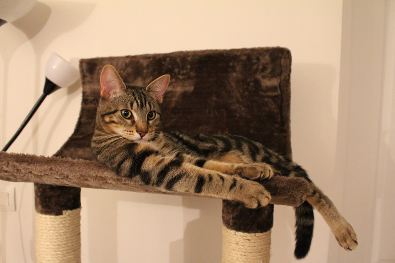 貓跳台款式眾多，更有許多複合式小設備，例如吊床及貓抓板等。   圖：寵毛網petsmao資訊平台提供