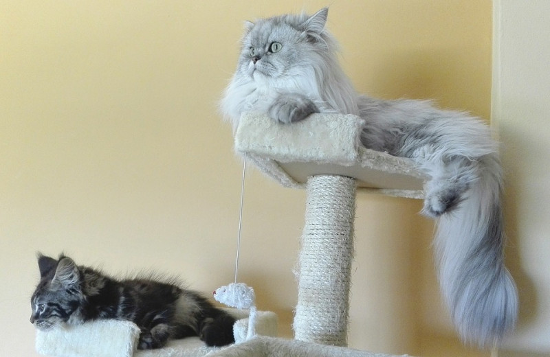 貓跳台讓貓咪能夠滿足居高臨下的監視本能。   圖：寵毛網petsmao資訊平台提供