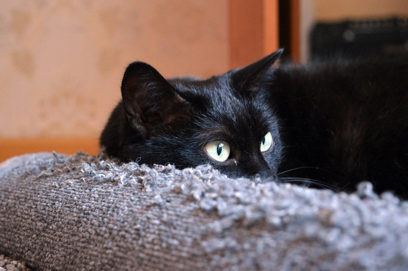 貓抓板也是貓咪喜愛的玩具，抓抓是貓咪的天性。   圖：寵毛網petsmao資訊平台提供