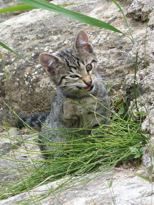 貓草或貓草包也是貓咪們的心頭好。   圖：寵毛網petsmao資訊平台提供