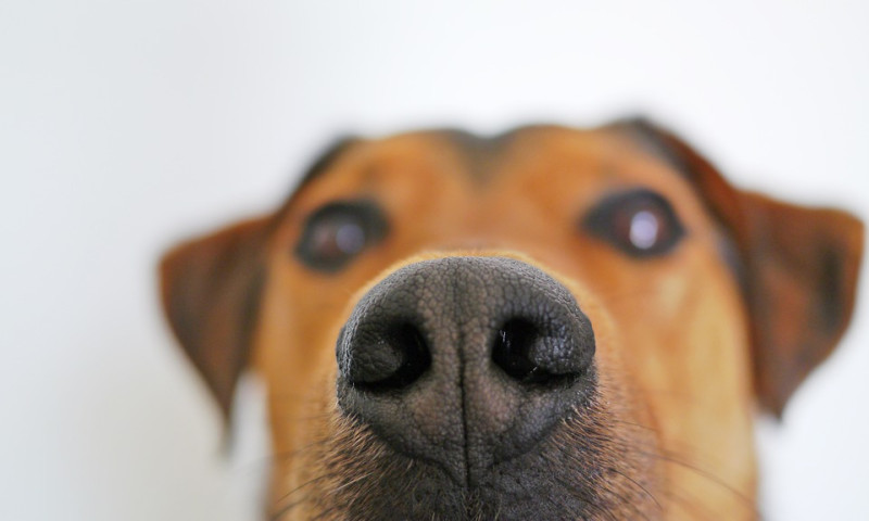 狗狗超乎人類想像的嗅覺有時候甚至能救人一命呢！   圖：寵毛網petsmao資訊平台提供