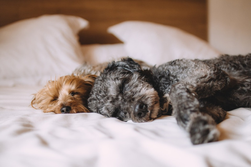 跟狗狗睡覺真的是很溫暖，可以在牠安心你也安心的狀態下入睡是多麼幸福的一件事呀！　   圖：寵毛網petsmao資訊平台提供