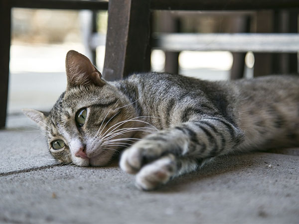 貓咪是屬於比較沒有表情的動物，所以基本上出現些許變化，很多時候都隱藏著疾病。   圖：寵毛網petsmao資訊平台提供