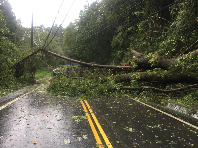 今晨阿里山公路因路樹倒塌道路阻斷。   圖：阿里山工務段提供