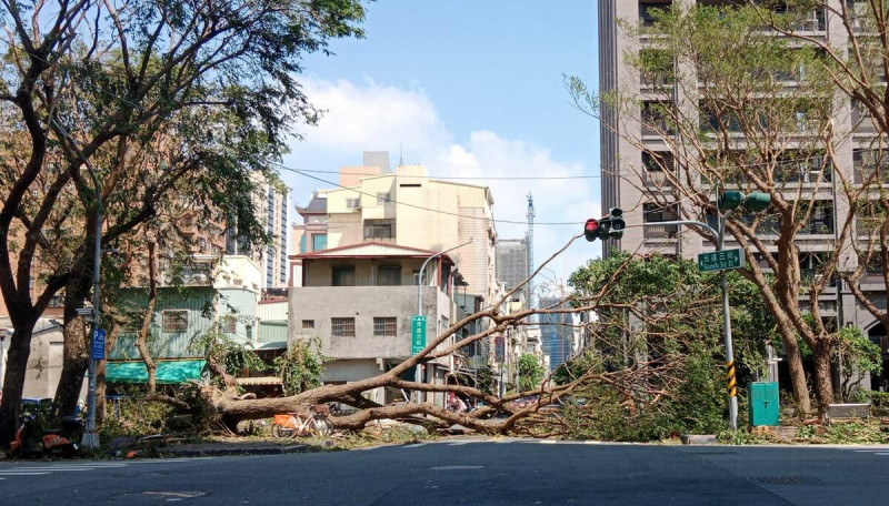 大樹直接躺在大馬路中間，占去所有車道。   圖：孫家銘攝