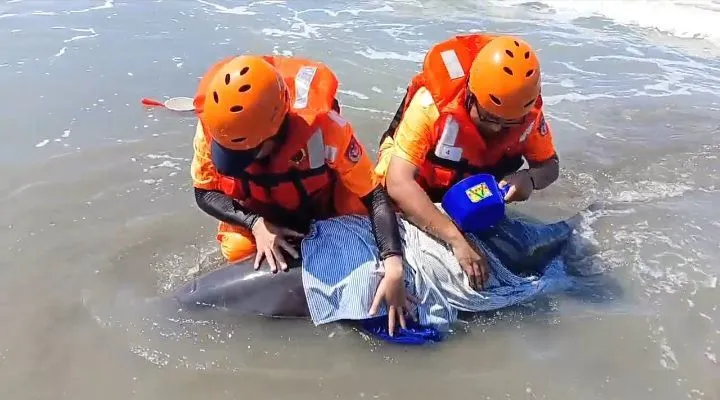 海巡署搶救擱淺小虎鯨   圖：攝自第一一岸巡隊