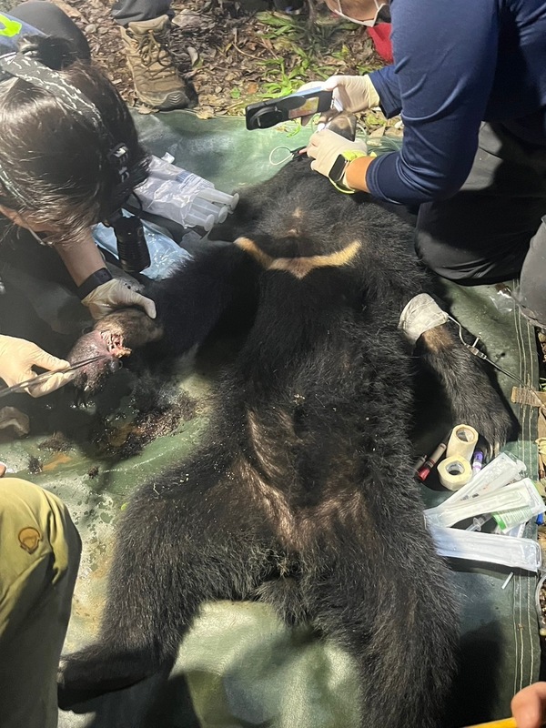 屏東科技大學保育類野生動物收容中心執行檢傷救傷工作。   圖：林業及自然保育署屏東分署／提供