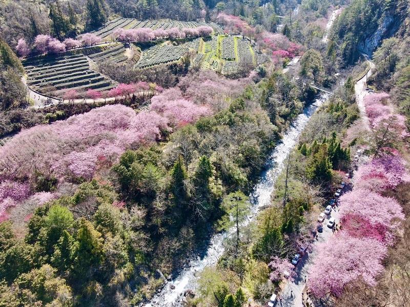 武陵農場櫻花季期間兆豐茶園空拍圖。   圖：國軍退除役官兵輔導委員會武陵農場／提供