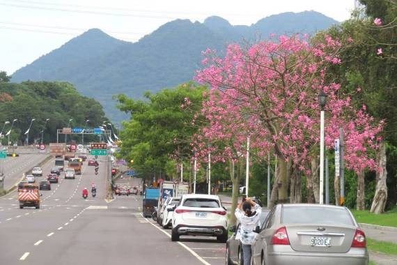 大度路三段往淡水方向美人樹吸引民眾拍照。   圖：台北市政府工務局公園路燈工程管理處／提供