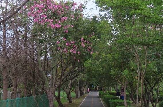 北投田心仔綠地美人樹為自行車健行客增添秋色。   圖：台北市政府工務局公園路燈工程管理處／提供