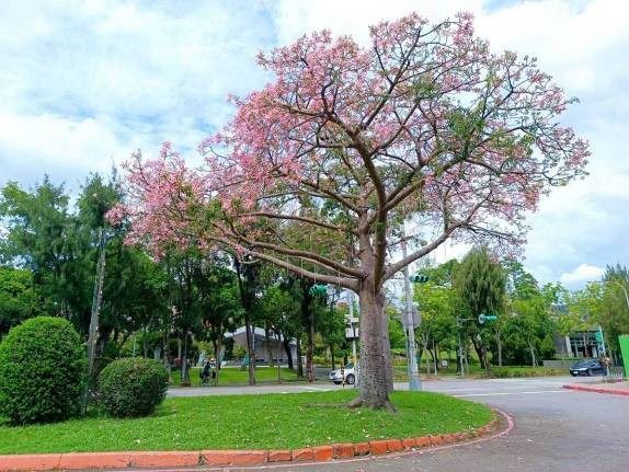 士林官邸迎賓的美人樹10月初開花盛況。   圖：台北市政府工務局公園路燈工程管理處／提供