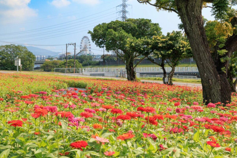 河濱染上了鮮豔的粉紅、橘紅、桃紅等色調。   圖：台北市政府工務局水利工程處／提供