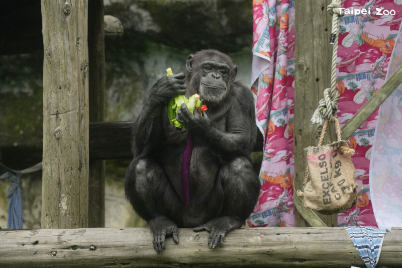 北部最大供應商「菜霸子」與台北市立動物園合作，將過剩蔬果無償提供給園內動物。   圖：台北市立動物園／提供