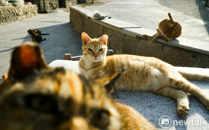 美禽流感再現新突變 貓科動物染疫恐增傳人風險