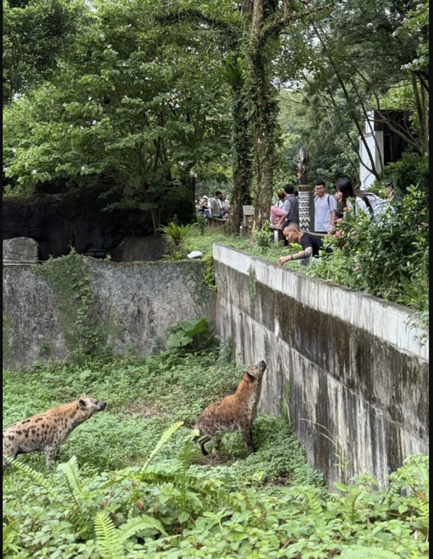 一名男子跨欄逗弄餵食鬣狗，北市動物園表示將備案提告。   圖／翻攝threads帳號「jojo06260626」