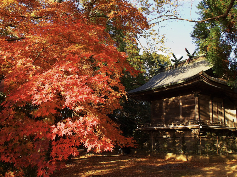 日本紅葉旅遊旺季的吸引力以及各地航班的增加。   圖：截自維基百科