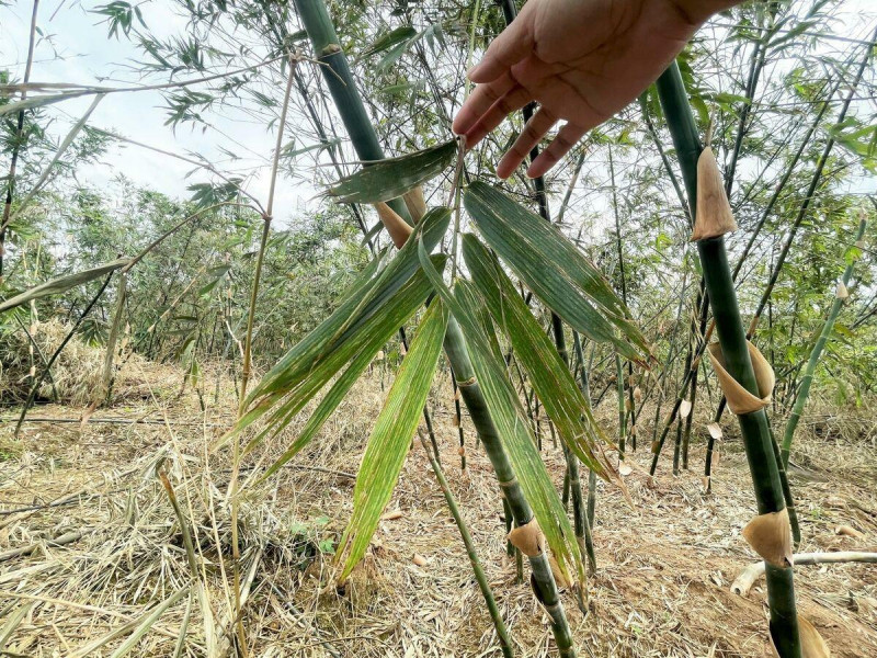 竹筍葉片斷裂破損乾枯。   圖：新北市農業局／提供