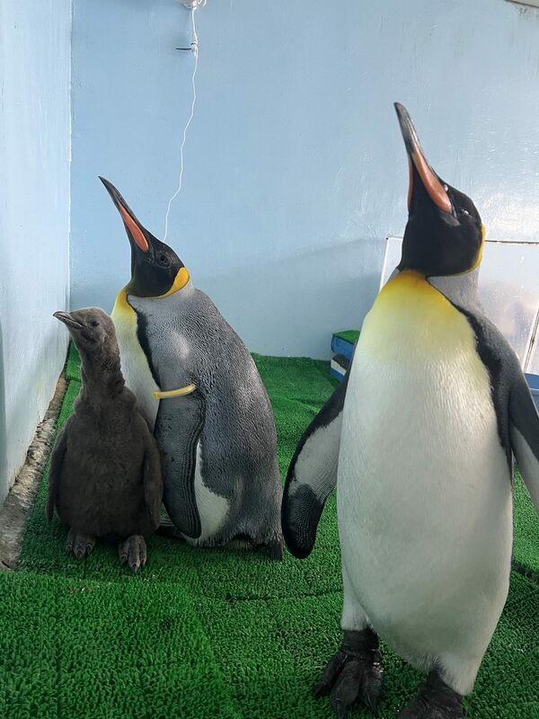 國王企鵝寶寶一家互動溫馨。   圖：台北市立動物園／提供