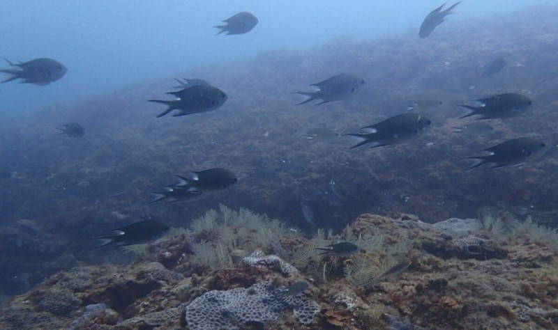 2年內共紀錄到62種海洋生物，還有保育類物種綠蠵龜的目擊紀錄。   圖：新北市動保處／提供