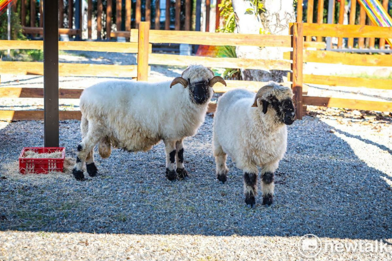 園區內有許多可愛的小動物。   圖：唐復年/攝