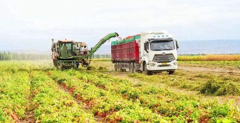 中國塔城地區一村民駕駛機械採收番茄。   圖:翻攝自騰訊網