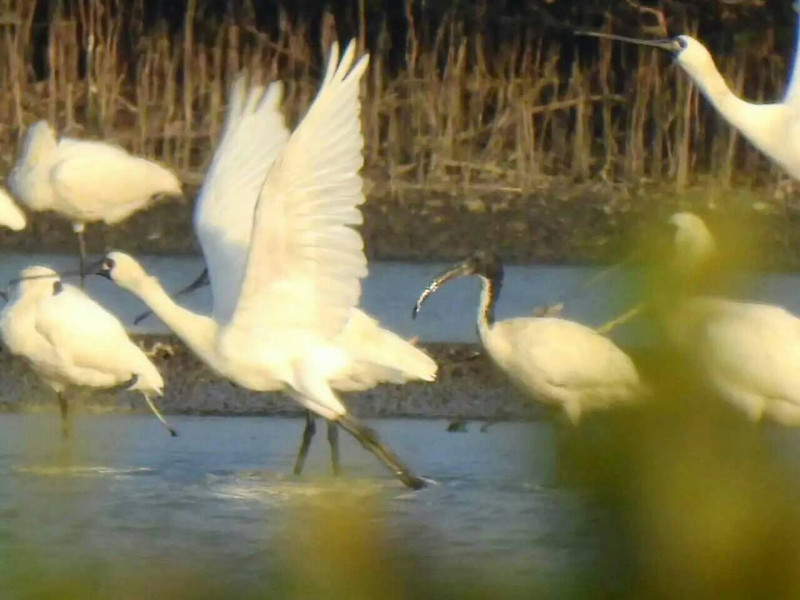 受到國際鳥界人士矚目的永安暫定重要濕地，有許多珍貴的水鳥棲息。   圖 : 翻攝自余騰鐸臉書