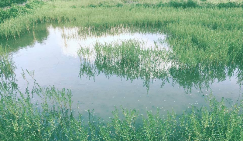 「2017桃園地景藝術節」駐地創作藝術家蕭凱文透過鏡頭，看到桃園市觀音區廣福社區濕地的美。   圖：翻攝補囊臉書