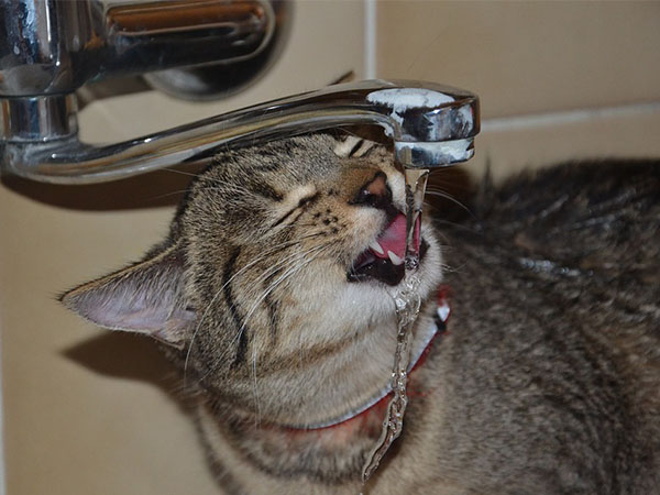 貓咪喜歡飲用會流動的水源。   圖：寵毛網petsmao資訊平台提供