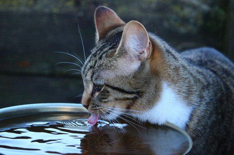 因為貓咪天性的關係，以往居住在野外的因素，並不是會主動去攝取水分的動物，主要還是靠獵物上的水份來補充。   圖：寵毛網petsmao資訊平台提供