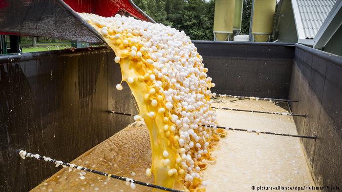 成千上萬受到芬普尼污染的雞蛋，從比利時、荷蘭、德國的超市下架，德國媒體批評比利時官員隱瞞真相的行為是個醜聞。   圖：翻攝自德國之聲（DW）網頁