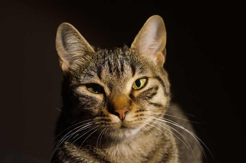 貓咪的耳朵比起人類要多出20條的肌肉，聽到聲響時，還會轉動三角形的耳朵來捕捉聲音的方位來源，讓自己可以聽得更清楚。   圖：寵毛網petsmao資訊平台提供