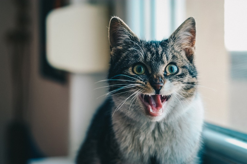 貓咪對於高音頻的聲音會特別的敏銳，過高音頻會造成貓咪不適。   圖：寵毛網petsmao資訊平台提供