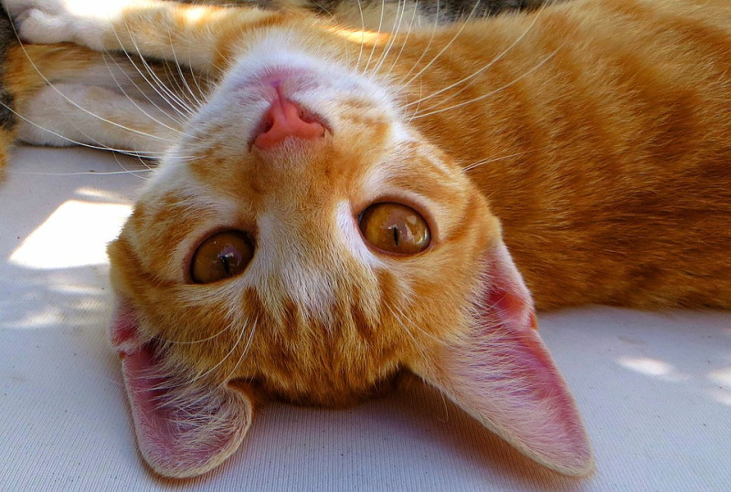 貓的聽覺比人類好，也較容易受到聲音的刺激。   圖：寵毛網petsmao資訊平台提供