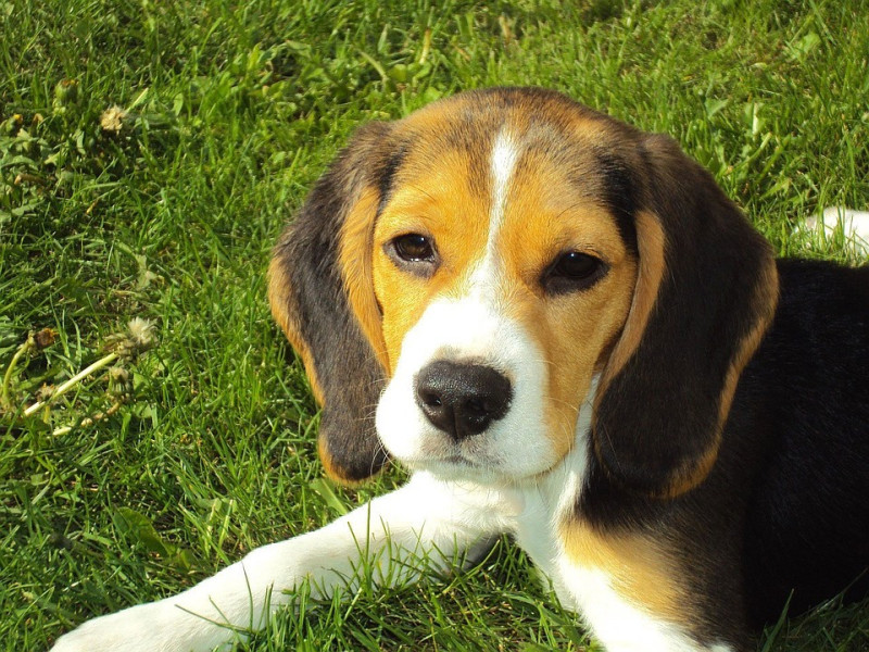 你家的狗狗會頻繁地甩耳朵、搔耳朵？這可能是狗狗的耳朵出了問題呢！   圖：寵毛網petsmao資訊平台提供