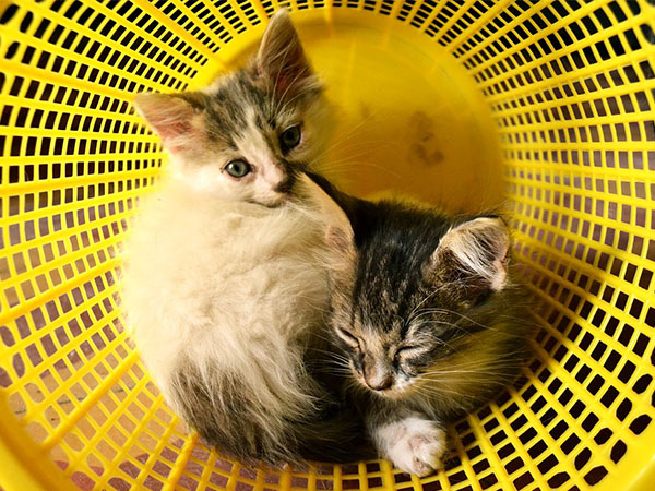 選用貓砂盆的時候，要考慮貓咪的習性。   圖：寵毛網petsmao資訊平台提供