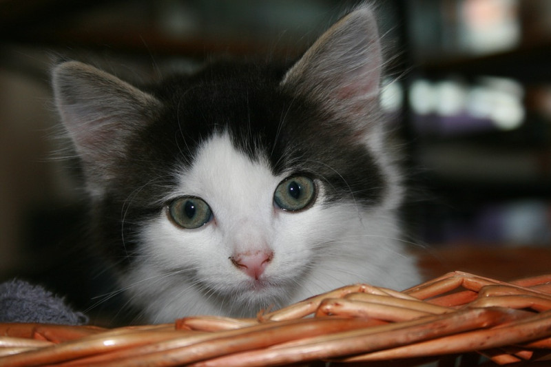 購買貓砂盆要注意大小，特別是帶有屋蓋的貓砂盆，至少要有貓咪身長的1.5倍。   圖：寵毛網petsmao資訊平台提供