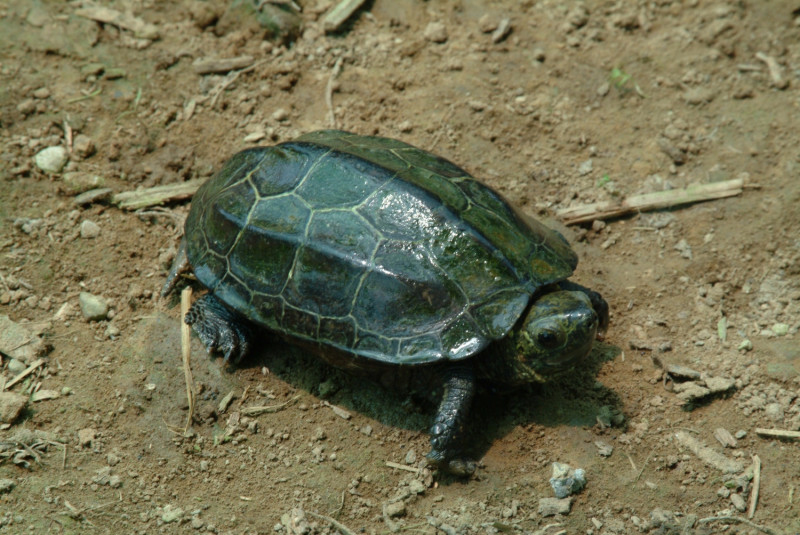 列為國家極危的陸域爬行類為金龜。金龜近30來在臺灣本島幾乎未發現，目前僅知分布於金門島上，且有雜交的威脅。(拍攝者：陳元龍)   圖：農委會提供